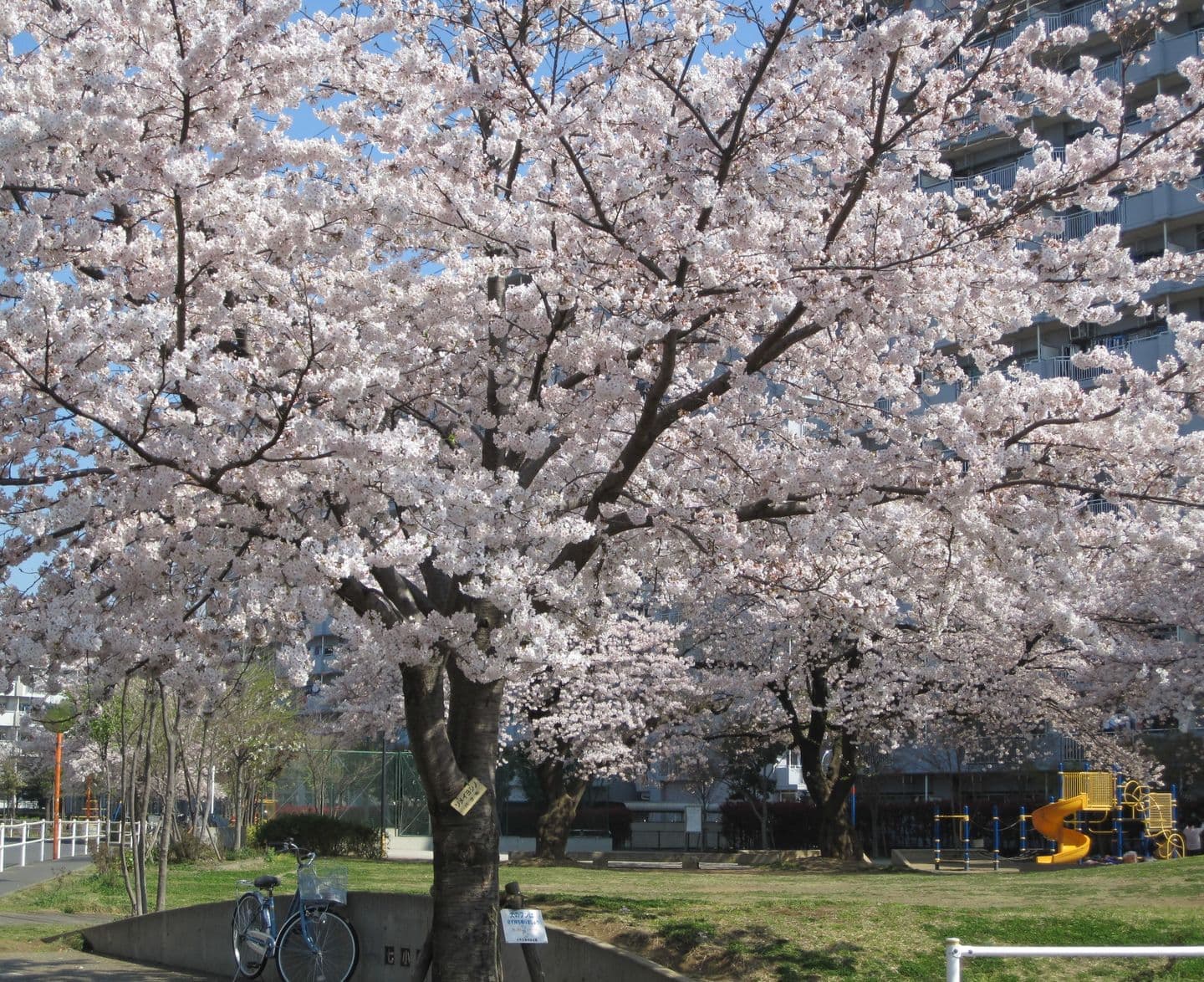 桜満開